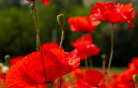 Coquelicot rouge en Toscane