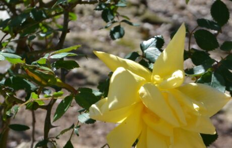 roses en toscane appartement vacances