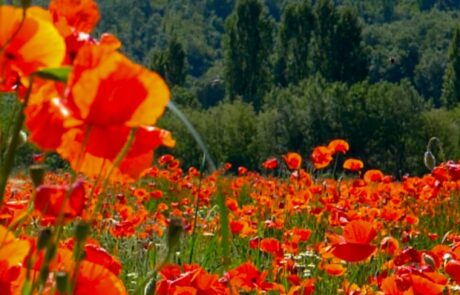 Coquelicot en Toscane Italie