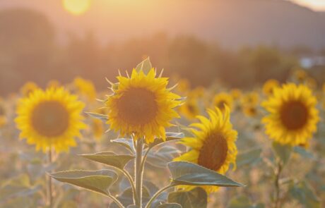 camp de tournesol en toscane italie