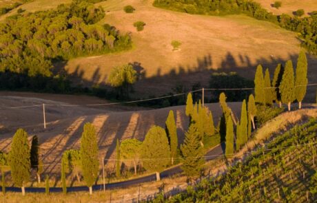 allee de cypres en Toscane Italie