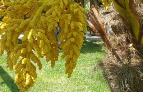 fleurs dans le jardin en toscane