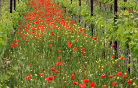 coquelicot en toscane Italie