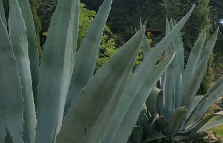 vegetation en Toscane