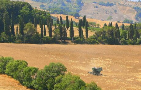 champ de blé et cyprès en toscane