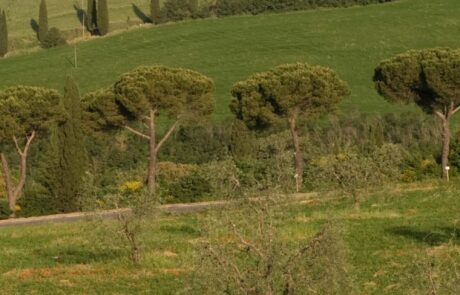 panorama typique de la Toscane Italie