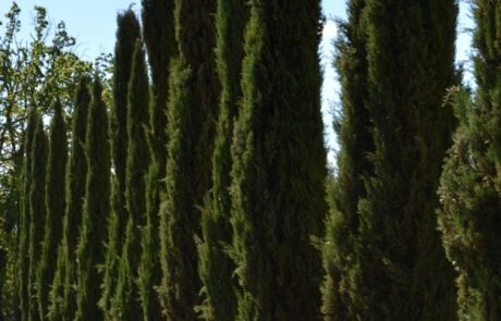 gite avec allée cypres en toscane