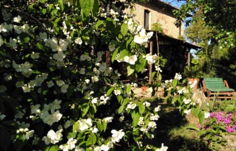 Flore en toscane