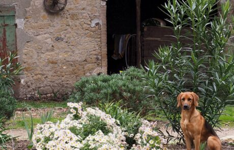 gite à Volterra Toscane avec animaux