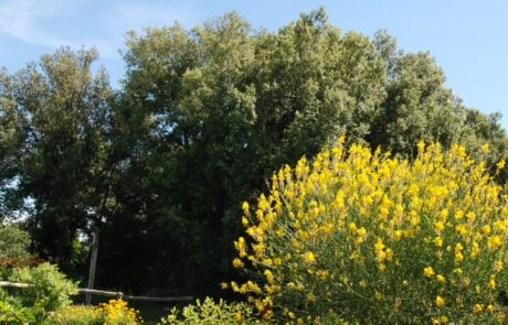 jardin en Chianti toscane