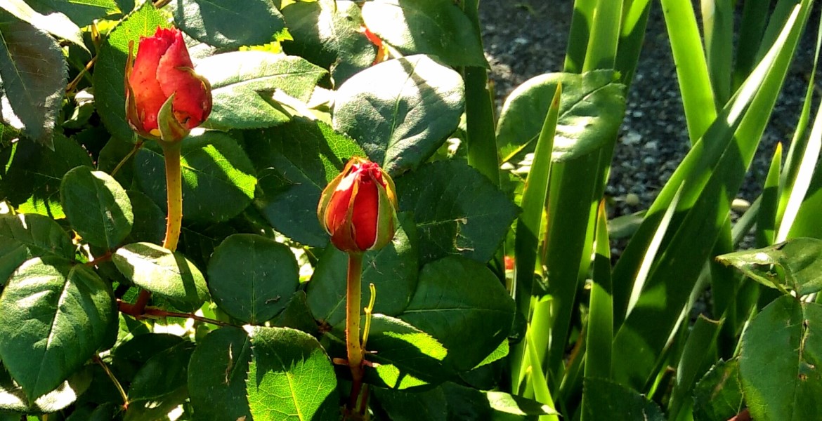 jardin en Toscane Italie avec des roses