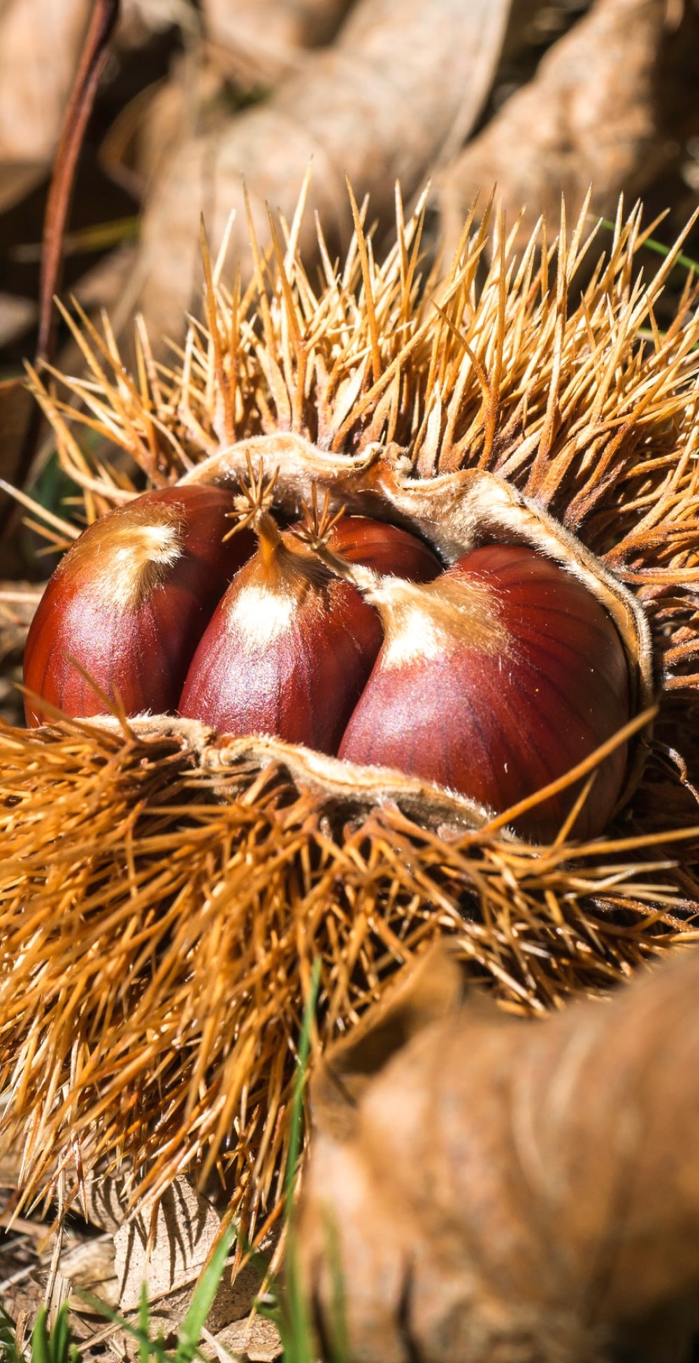 vacances d'automne en Toscane Italie