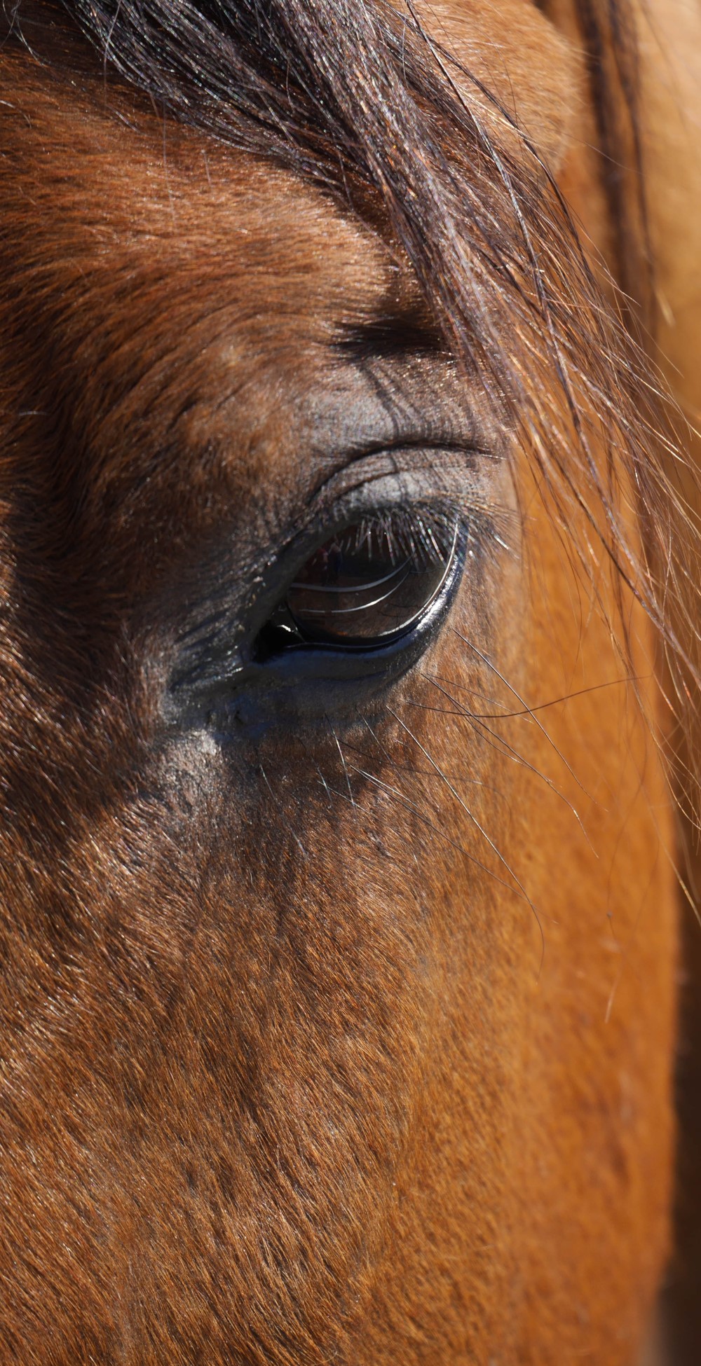 Cheval à la ferme équestre en Toscane Italie