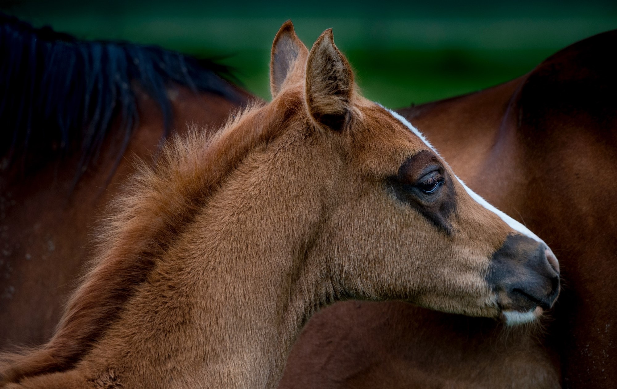 Cheval à la ferme équestre en Toscane Italie