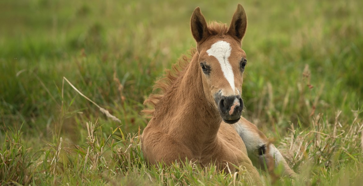 Ferme en Toscane, chevaux Hannoveriens