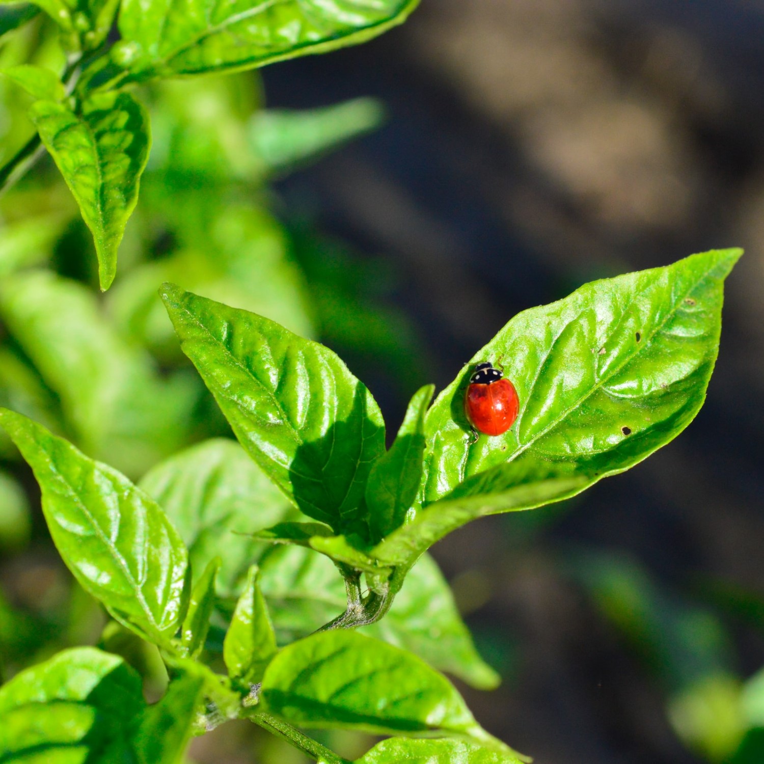 Herbes de cuisine Toscane Italie basilic