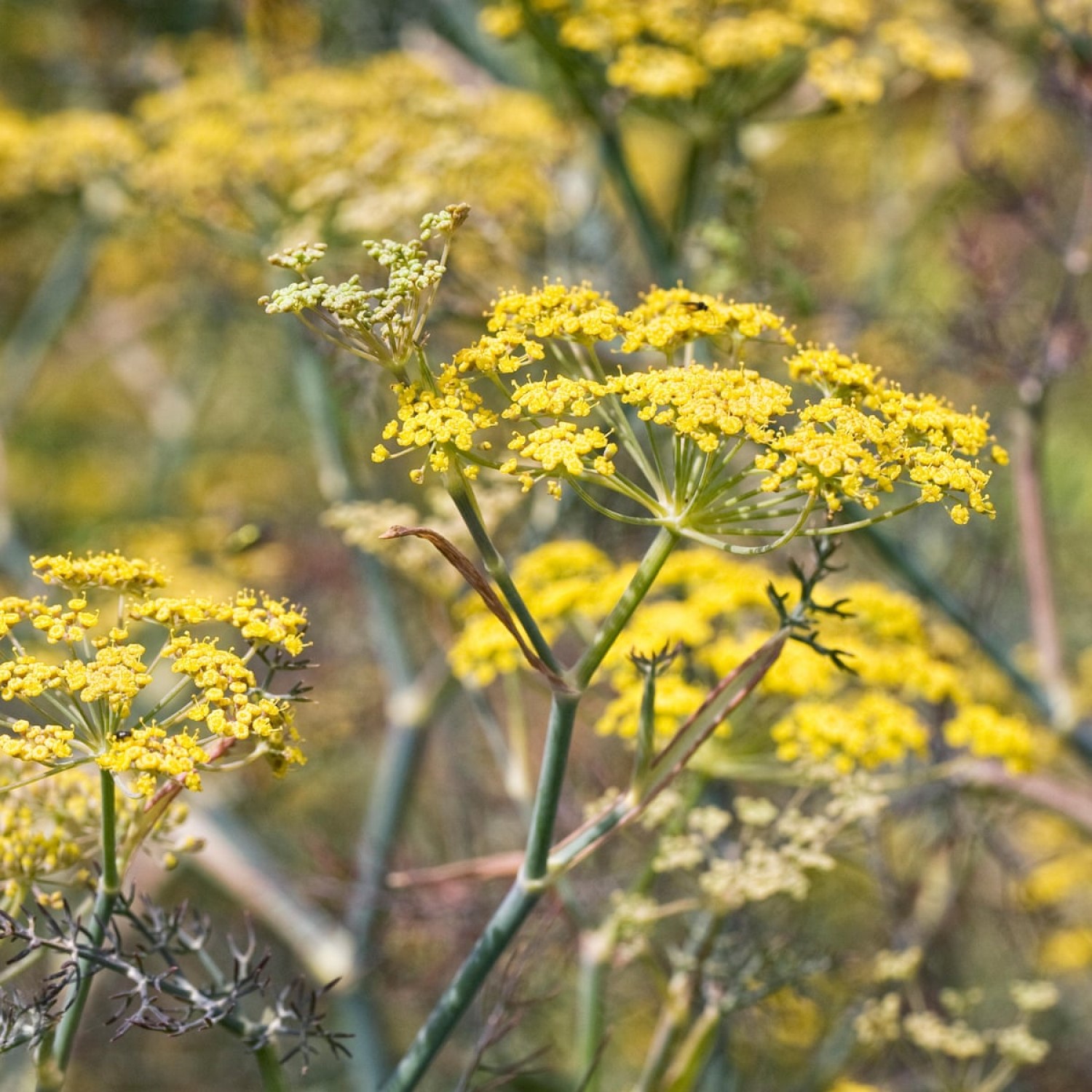 Herbes de cuisine Toscane Italie estragon