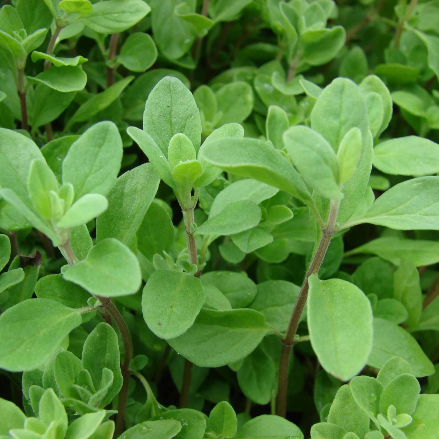 Herbes de cuisine Toscane Italie marjolaine