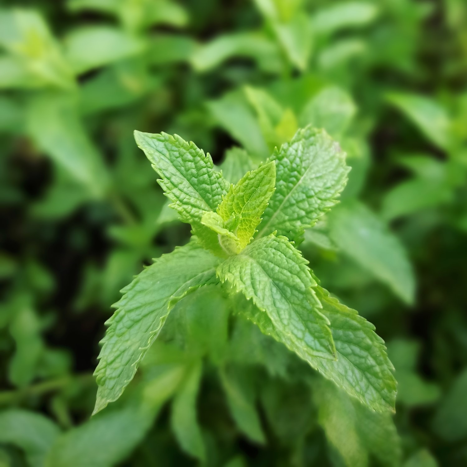 Herbes de cuisine Toscane Italie menthe