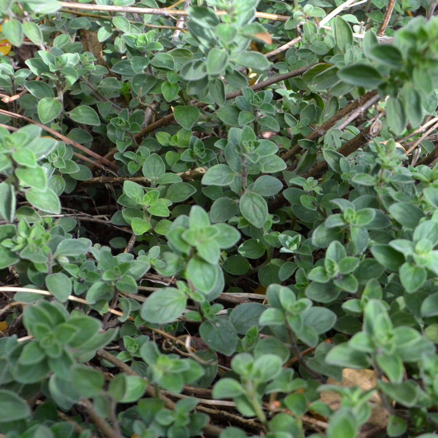 Herbes de cuisine Toscane Italie origan