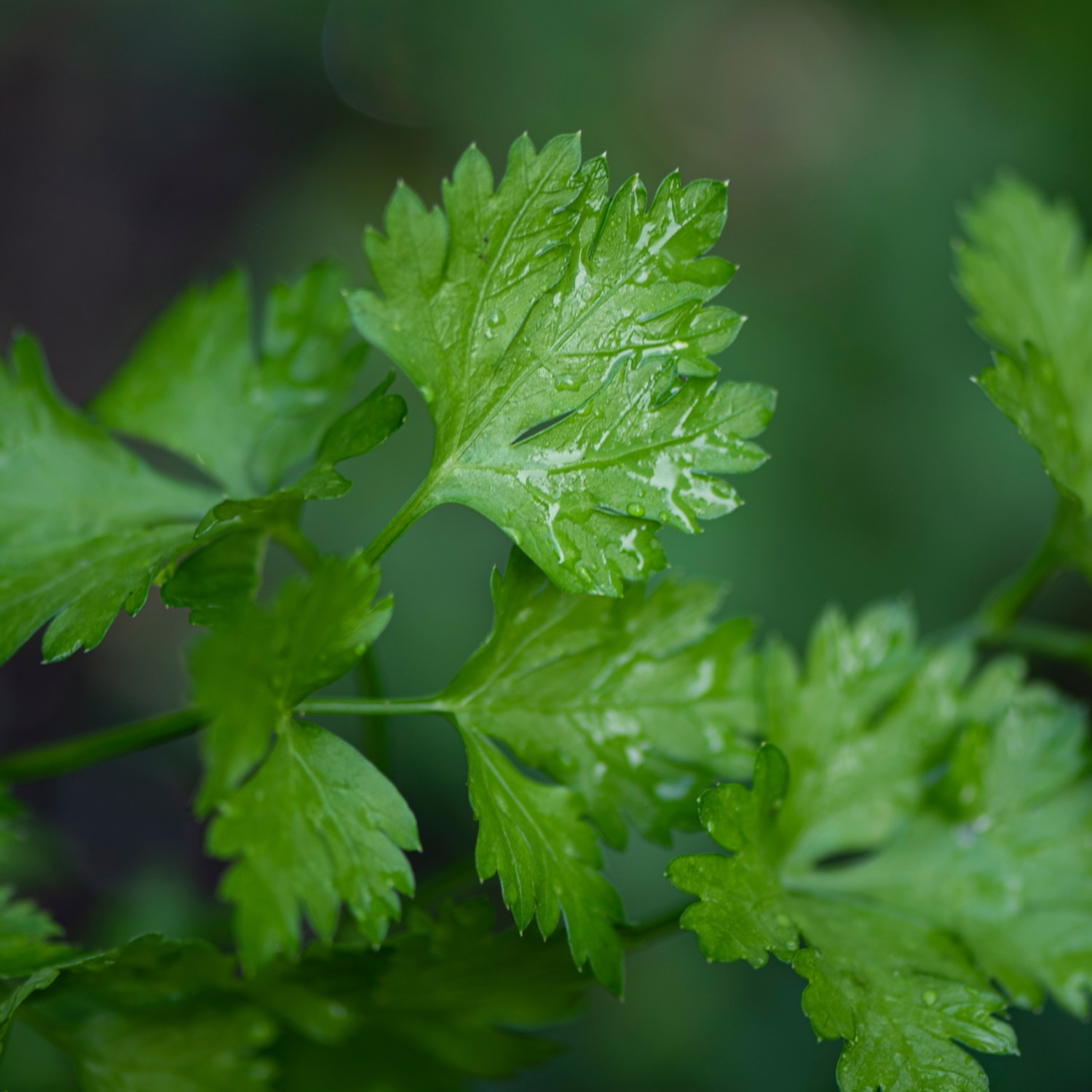 Herbes de cuisine Toscane Italie persil