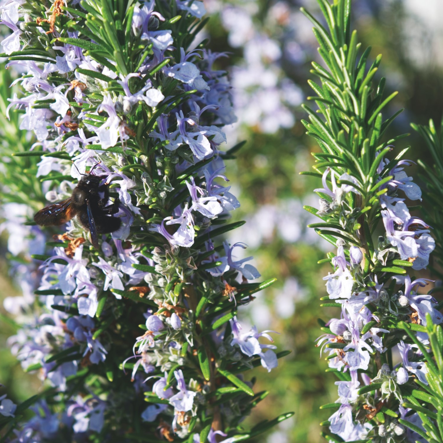 Herbes de cuisine Toscane Italie romarin