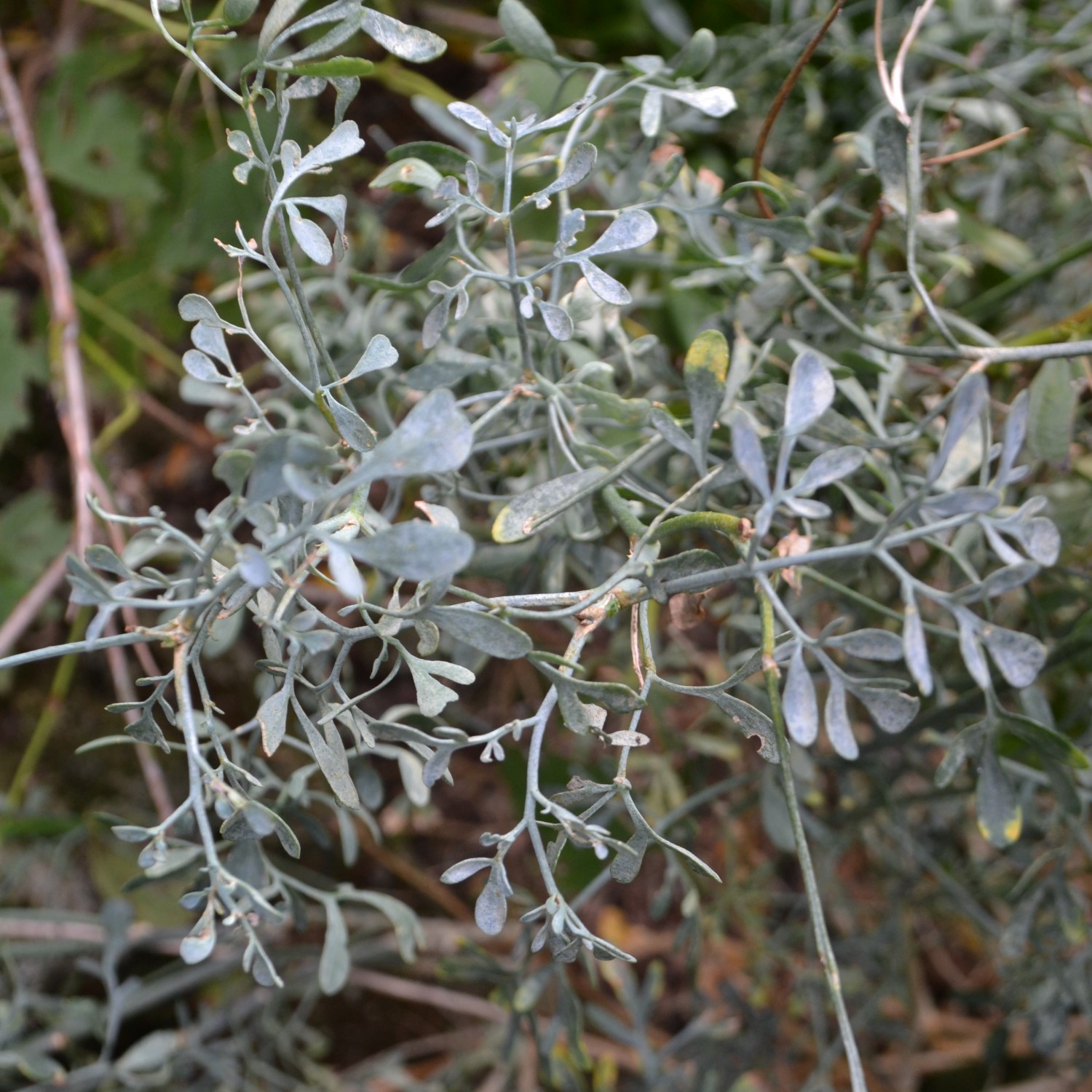 Herbes de cuisine Toscane Italie rue