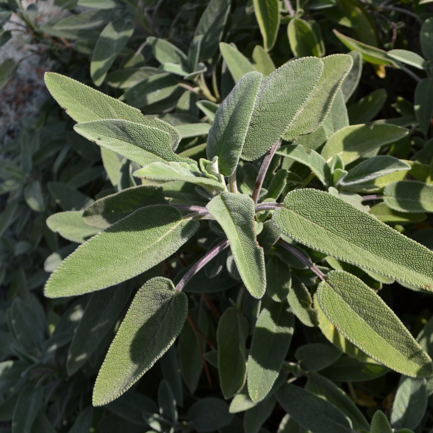 Herbes de cuisine Toscane Italie sauge