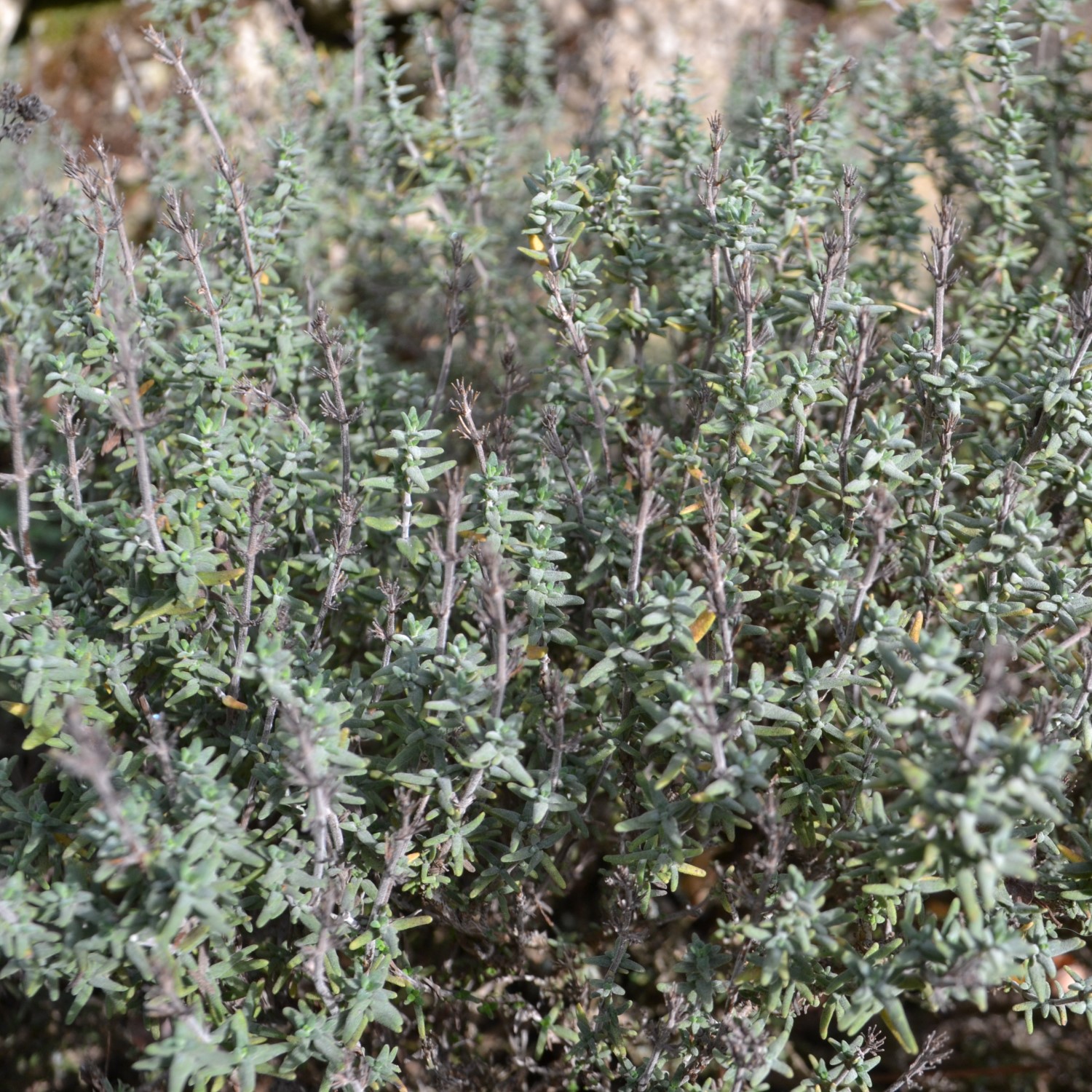 Herbes de cuisine Toscane Italie thmy