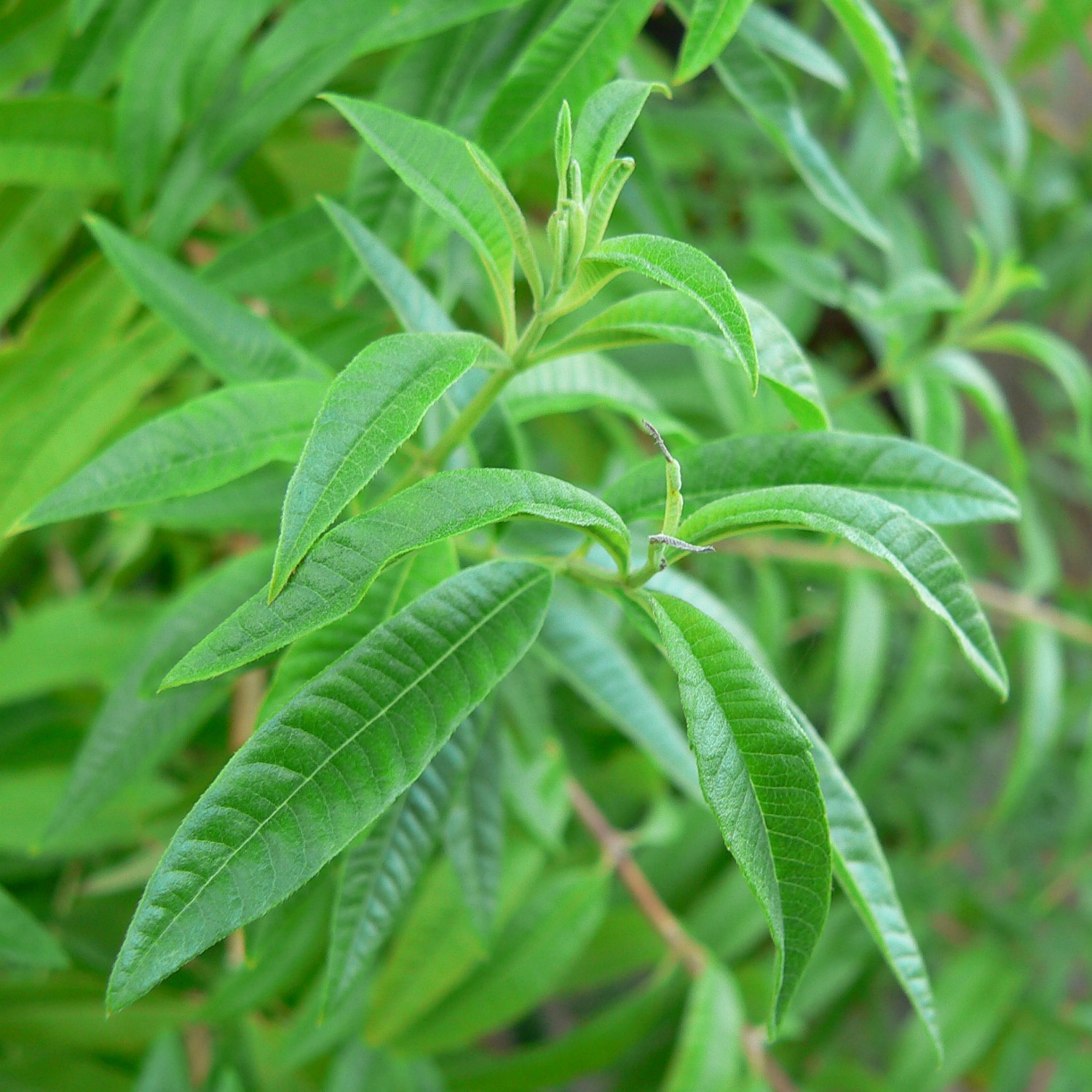 Herbes de cuisine Toscane Italie verveine citronée