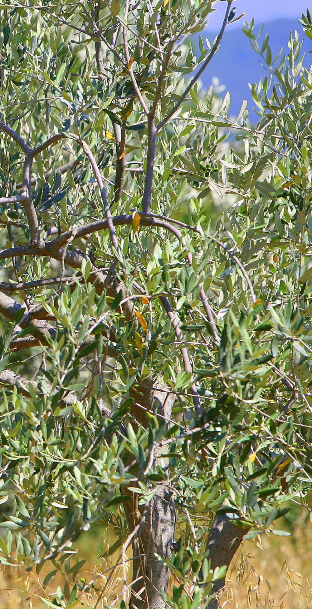 Huile d'olive Toscan au gîte en Italie