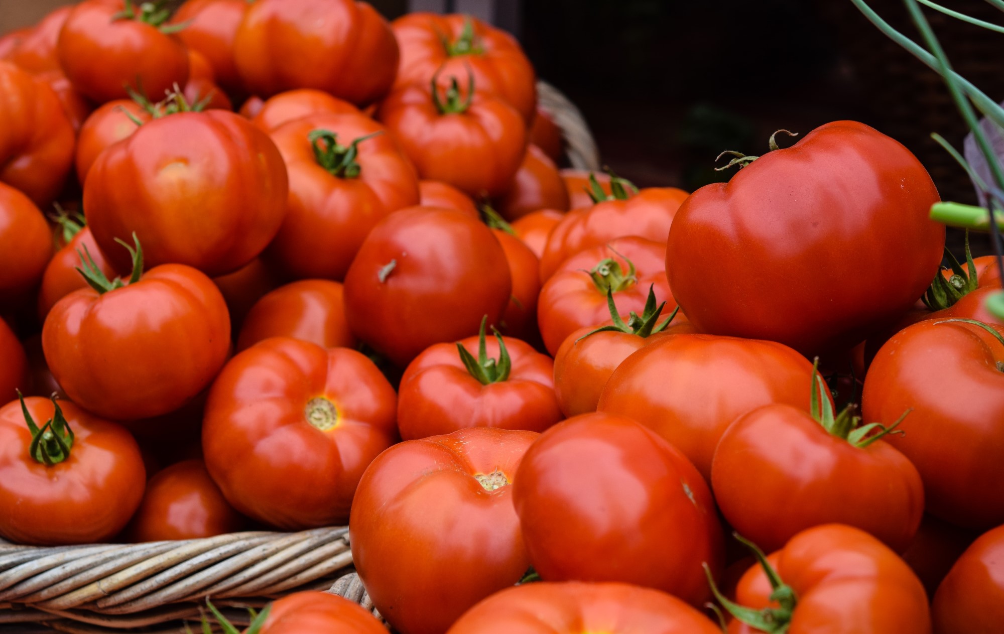 Toscane Italie tomates bio à la ferme agriturismo