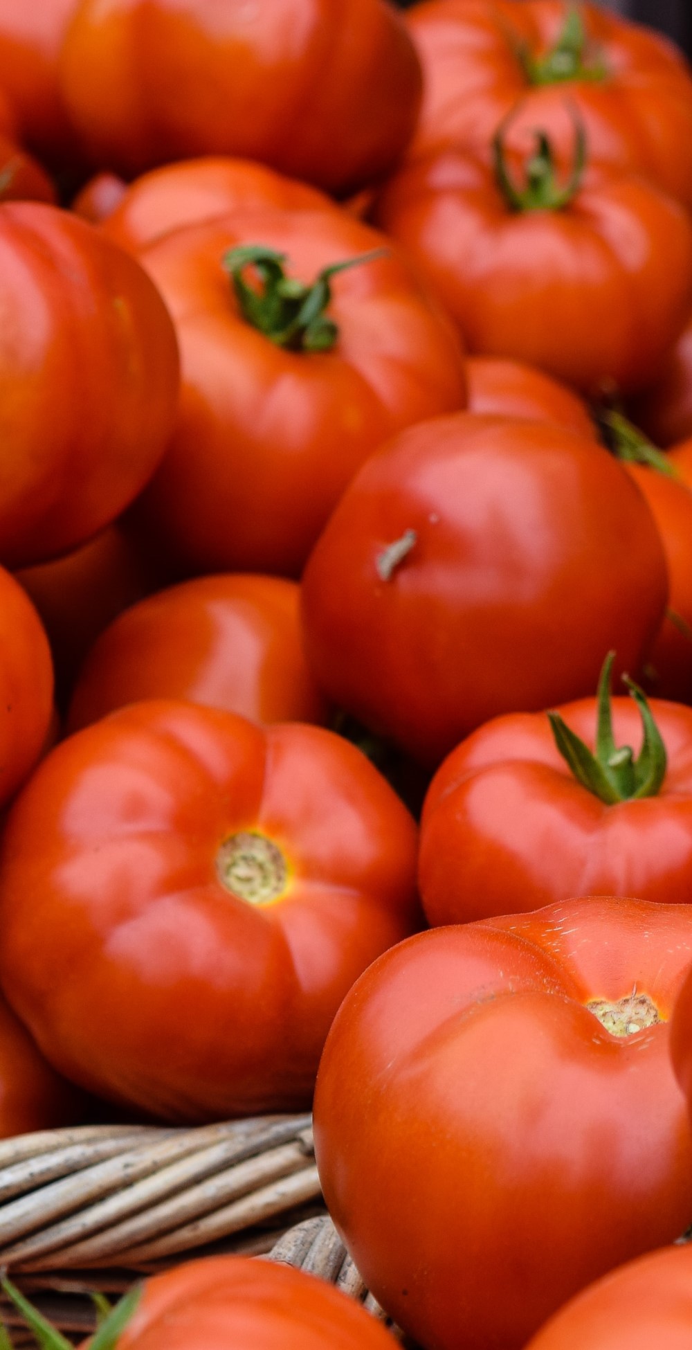 Toscane Italie tomates bio à la ferme agriturismo