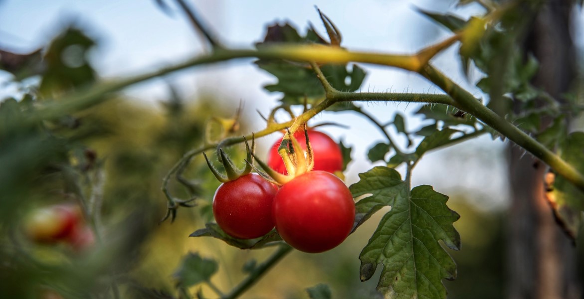 Ferme bio en Toscane, Italie, tomates biologiques, jardin potager