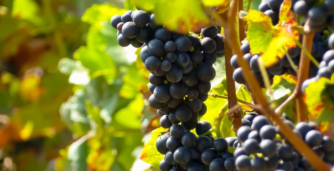 Ferme en Toscane, vignes et raisins dans le vignoble