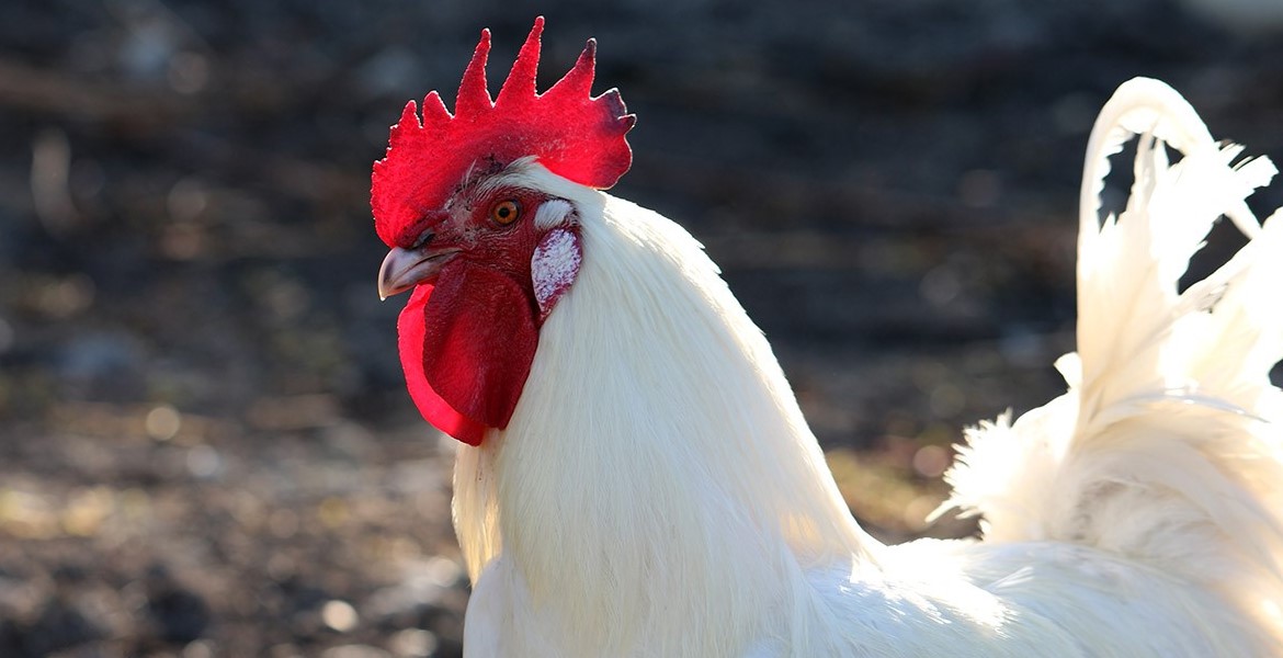 Ferme bio en Toscane avec coq, poules et canards