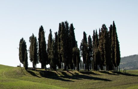 Wandern Toskana Zypressen und Hügel der Val d'Orcia